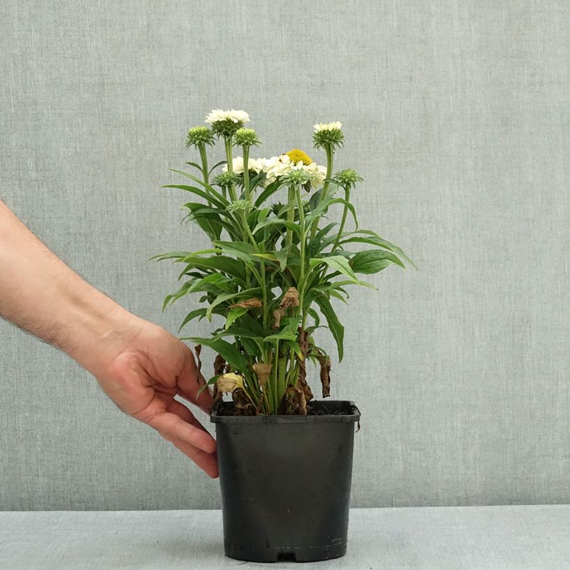 Spécimen de Echinacea SunSeekers White Perfection - Echinacée Pot de 2L/3L tel que livré en été