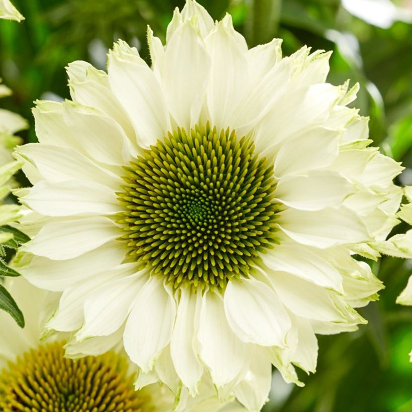 Echinacea SunSeekers White Perfection - Echinacée (Floraison)