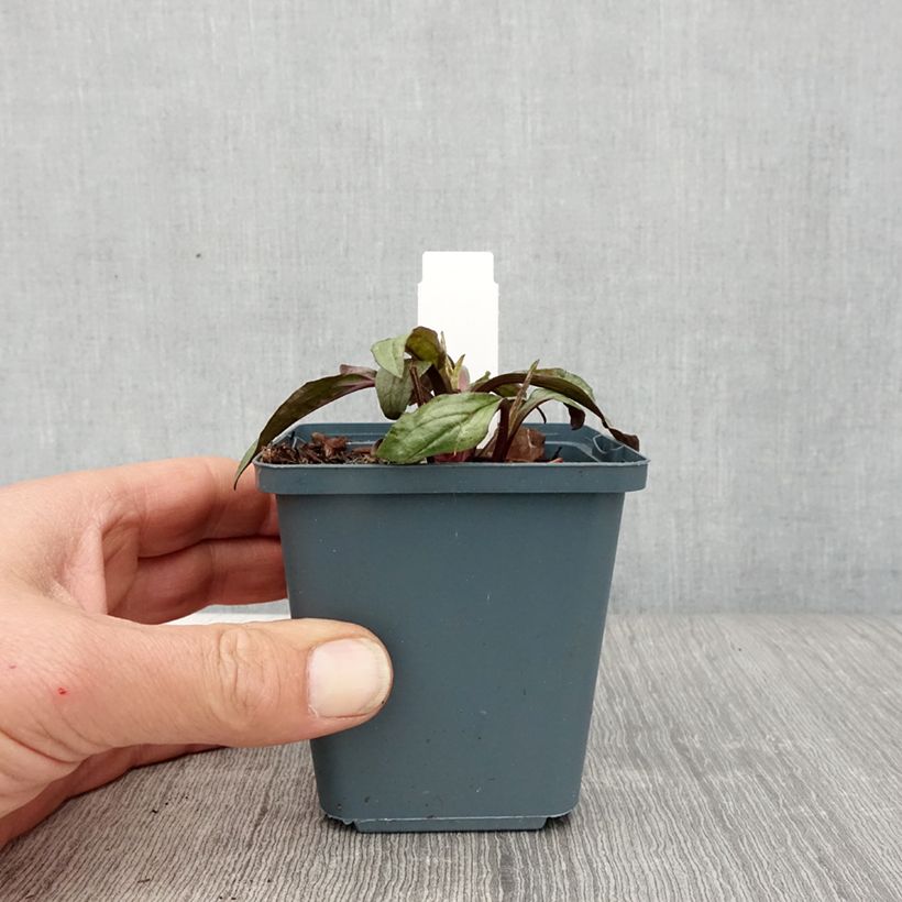 Example of Echinacea Sweet Sandia - Echinacée Godet de 8/9 cm as you get in printemps