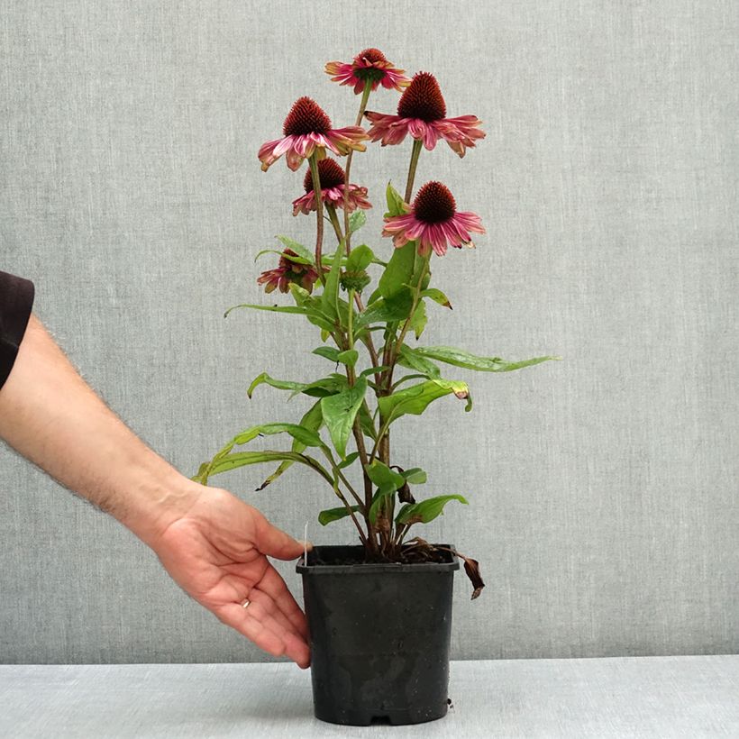 Spécimen de Echinacea Sweet Sandia - Echinacée Pot de 2L/3L tel que livré en été