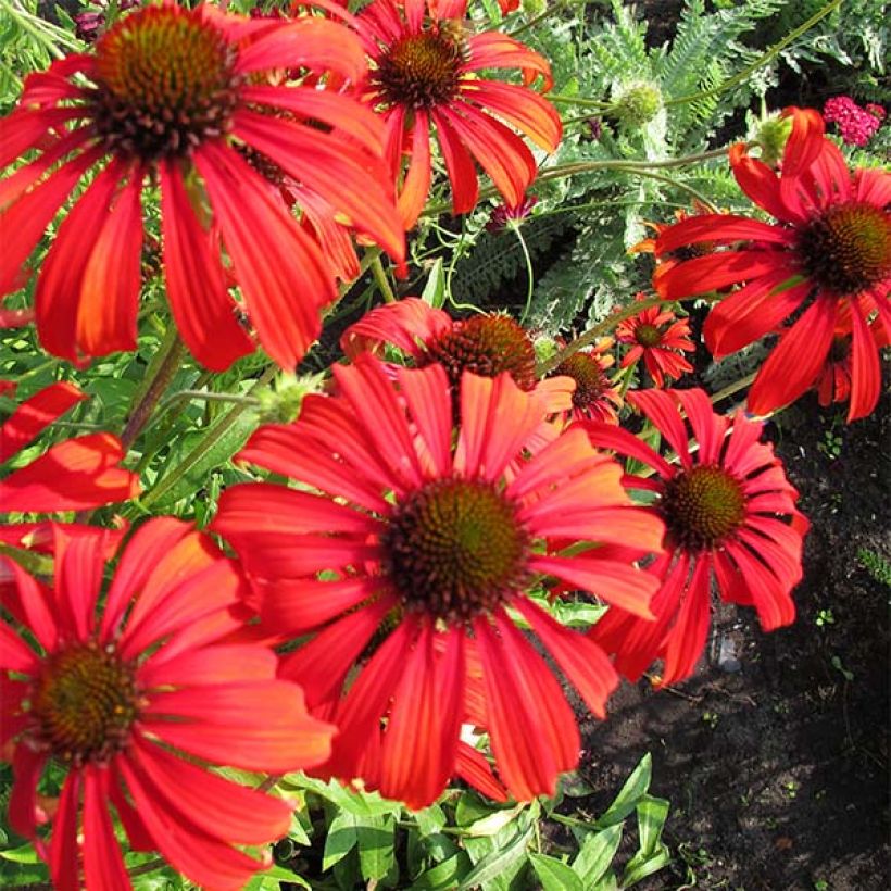 Echinacea Tomato Soup - Echinacée (Flowering)