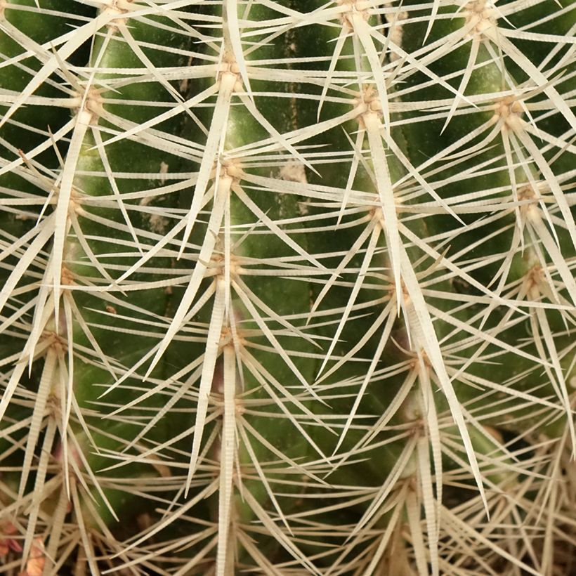 Echinocactus grusonii var. albispinus - Coussin de Belle-mère (Feuillage)