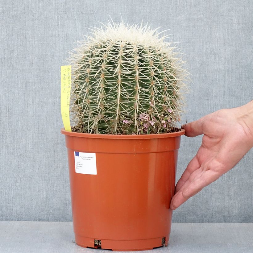Spécimen de Echinocactus grusonii var. albispinus - Coussin de Belle-mère Pot de 4L/5L, 18/20 diamètre tel que livré au printemps