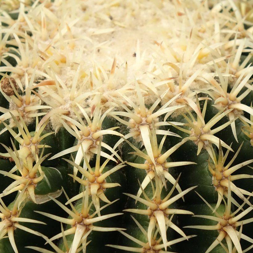 Echinocactus grusonii var. brevispinus - Coussin de Belle-mère (Feuillage)