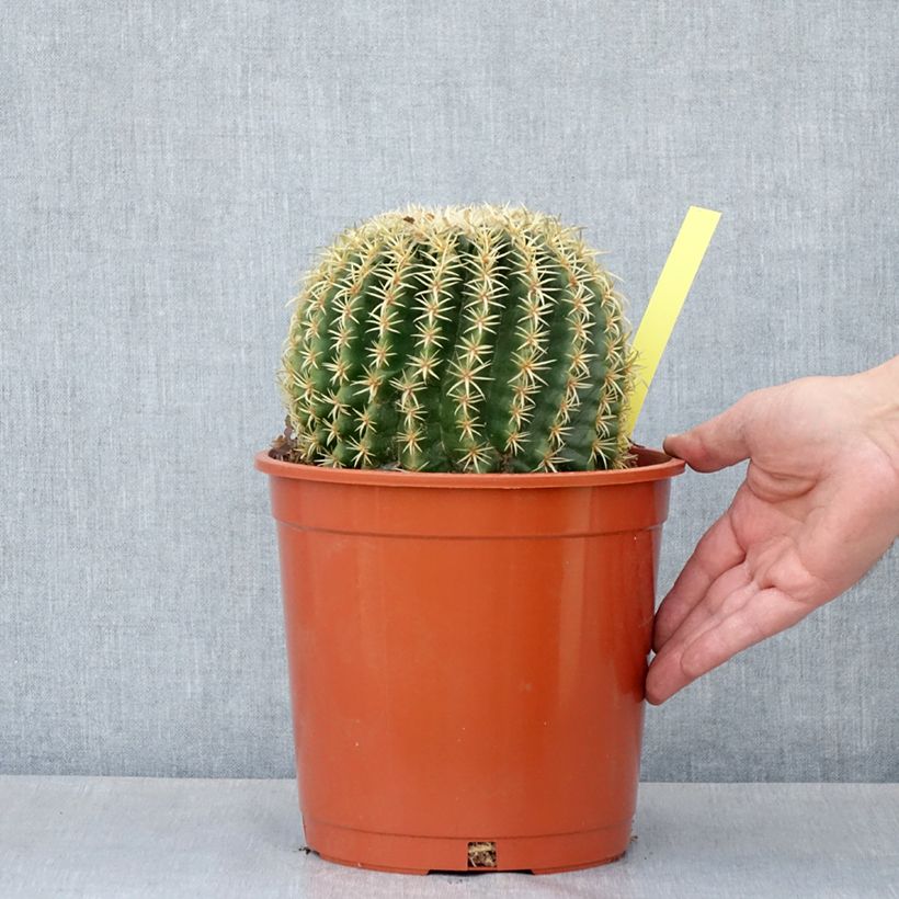 Spécimen de Echinocactus grusonii var. brevispinus - Coussin de Belle-mère Pot de 4L/5L, 15/16 diamètre tel que livré au printemps