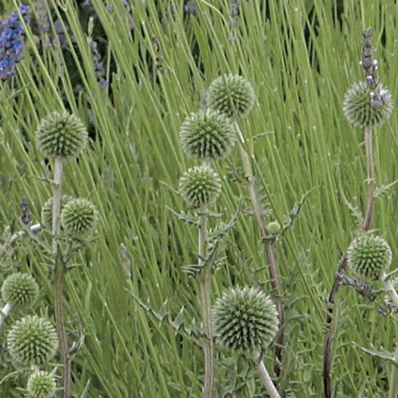 Chardon boule - Echinops sphaerocephalus Arctic Glow (Flowering)