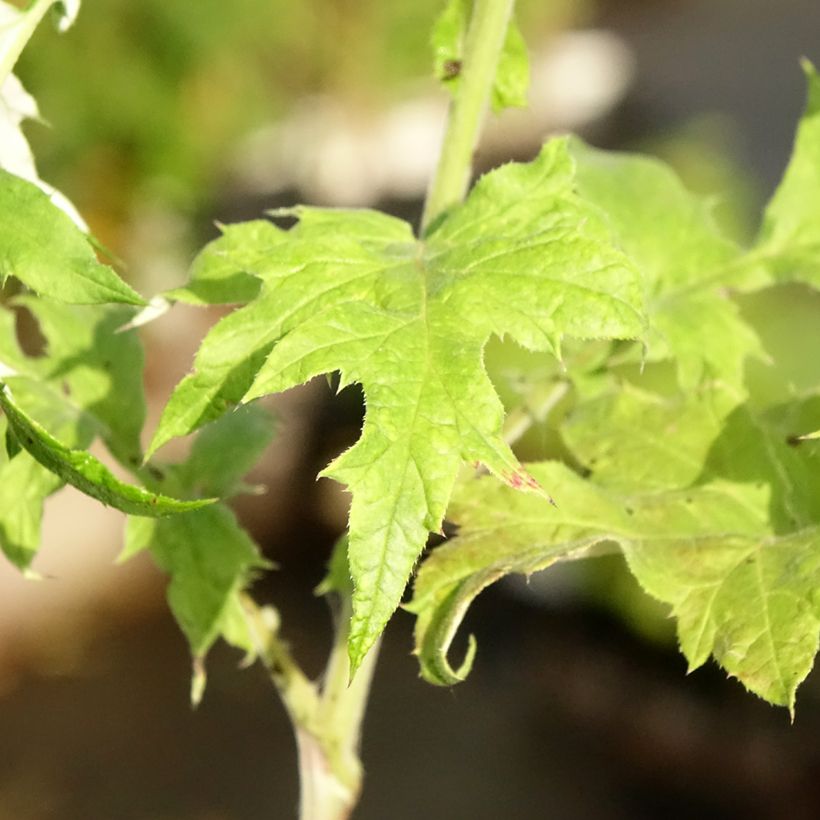 Echinops bannaticus Blue Glow - Boule azurée (Feuillage)