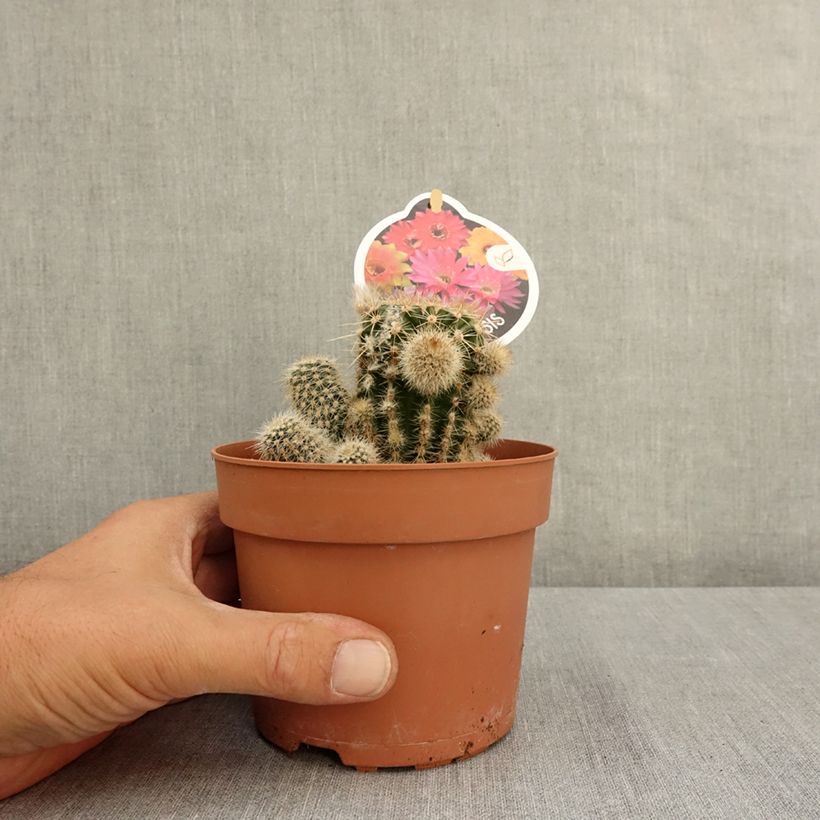 Spécimen de Echinopsis multiplex - Boule de Moïse Pot de 1L/1,5L tel que livré en été