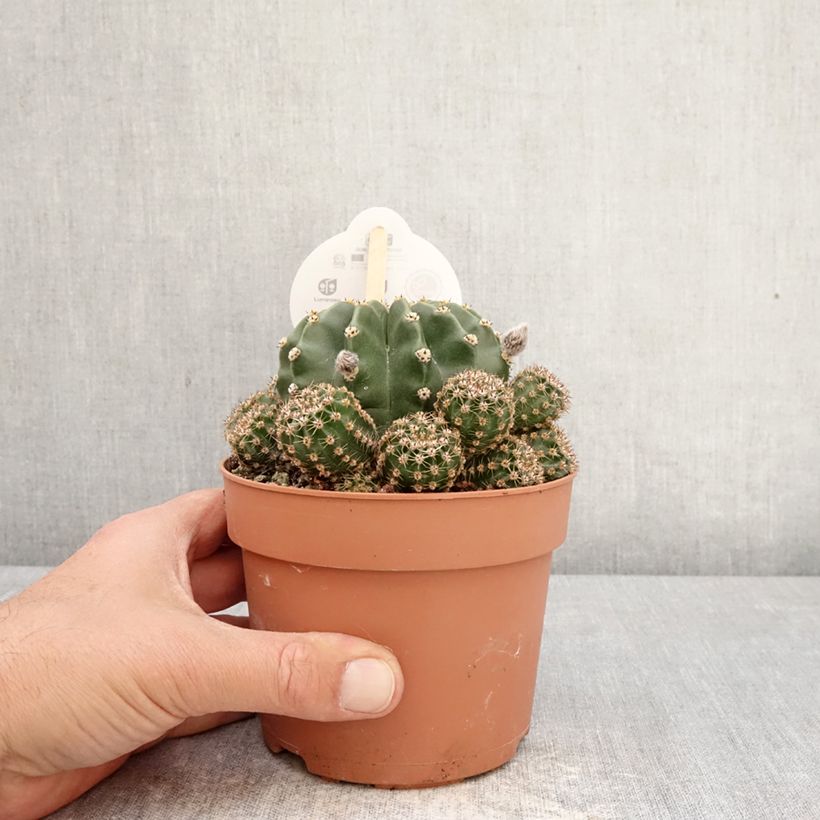 Spécimen de Echinopsis multiplex - Boule de Moïse Pot de 1L/1,5L tel que livré au printemps