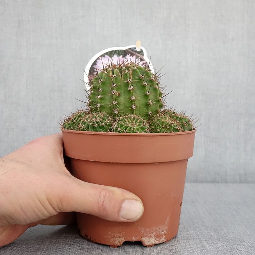 Example of Echinopsis multiplex - Boule de Moïse Pot de 1L/1,5L as you get in hiver
