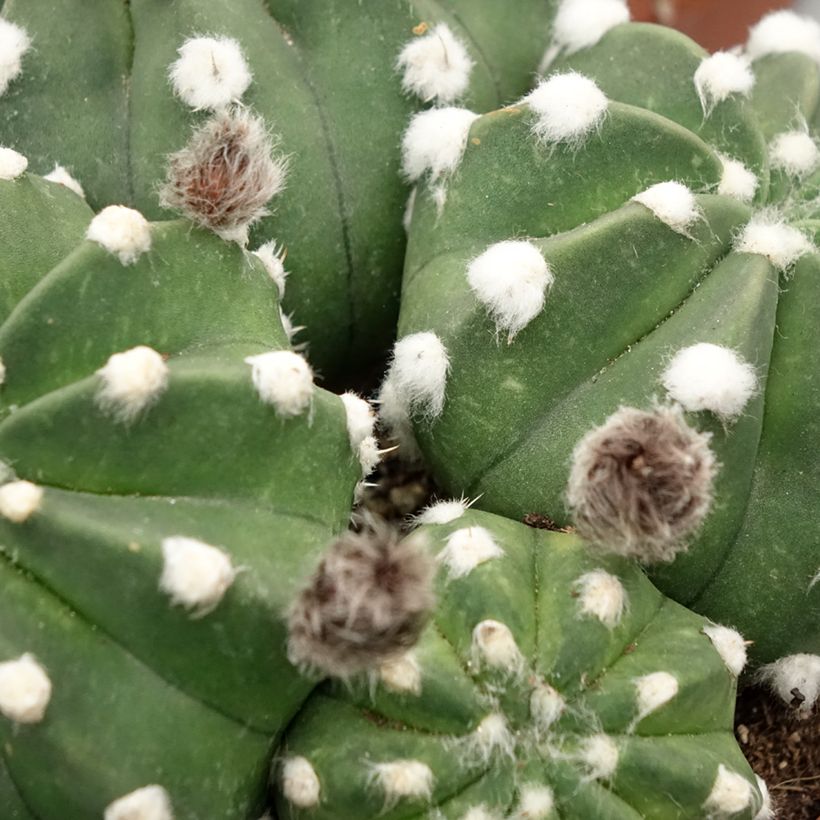 Echinopsis subdenudata (Foliage)