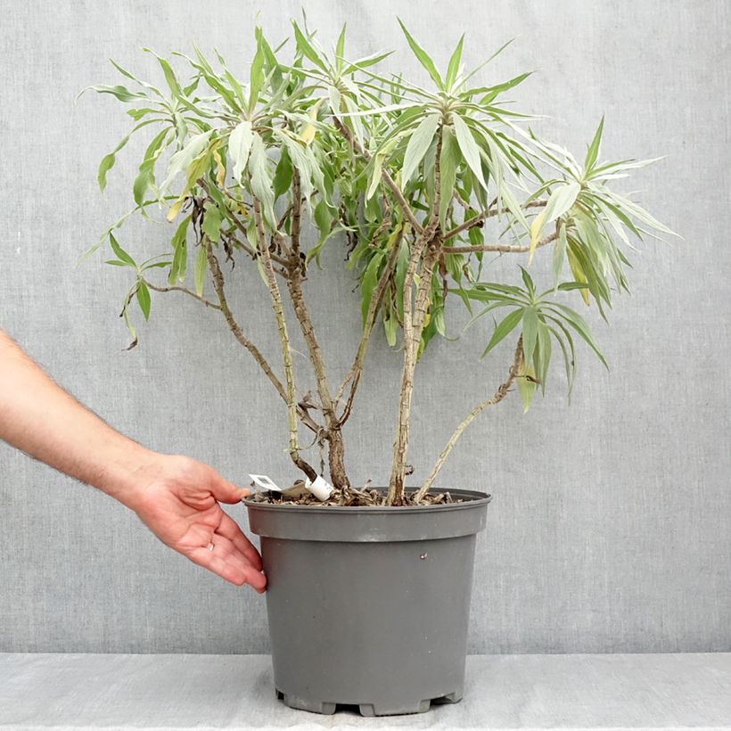 Spécimen de Echium fastuosum (candicans) - Vipérine de Madère Pot de 7,5L/10L tel que livré en été
