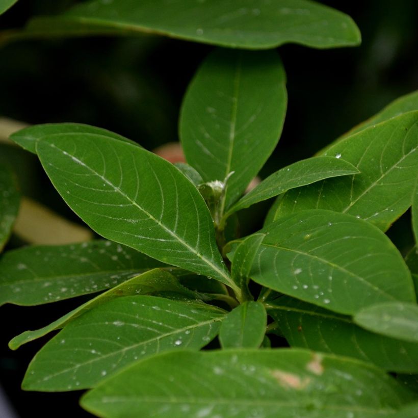 Edgeworthia chrysantha Red Dragon Akebono - Arbre à papier  (Foliage)