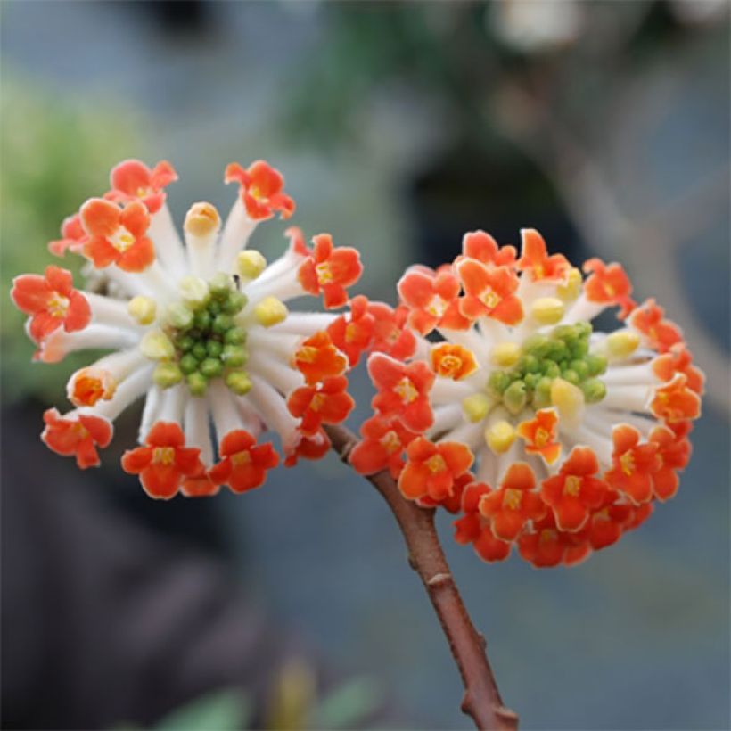 Edgeworthia chrysantha Red Dragon Akebono - Arbre à papier  (Flowering)