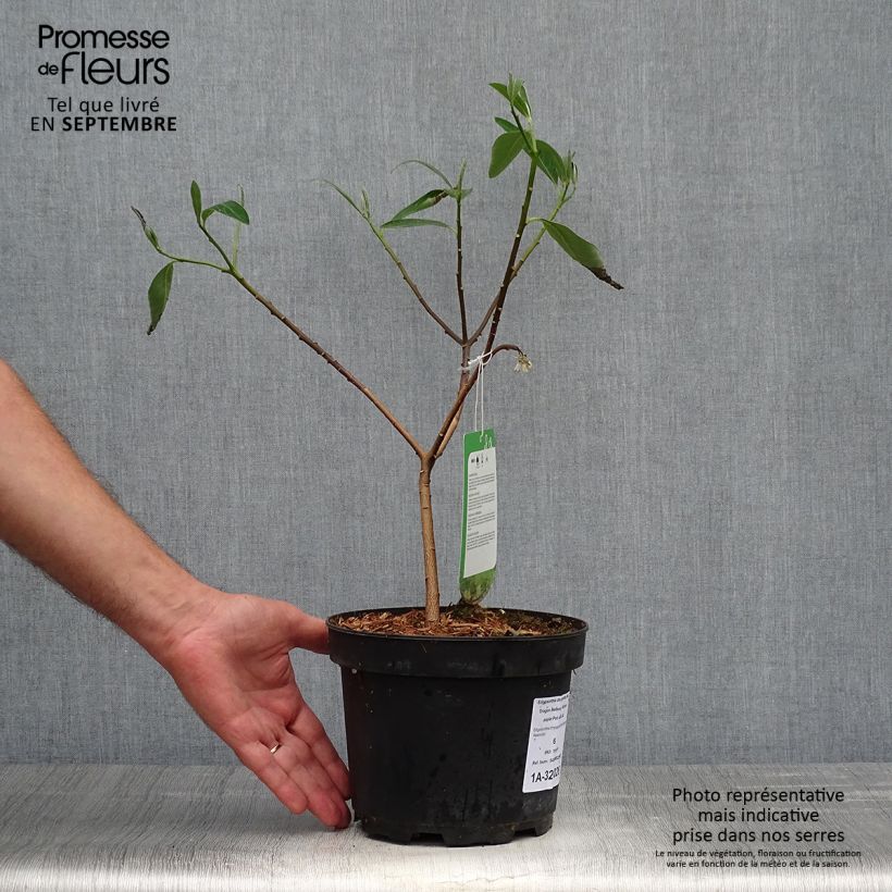 Spécimen de Edgeworthia chrysantha Red Dragon Akebono - Arbre à papier  Pot de 3L/4L tel que livré en automne