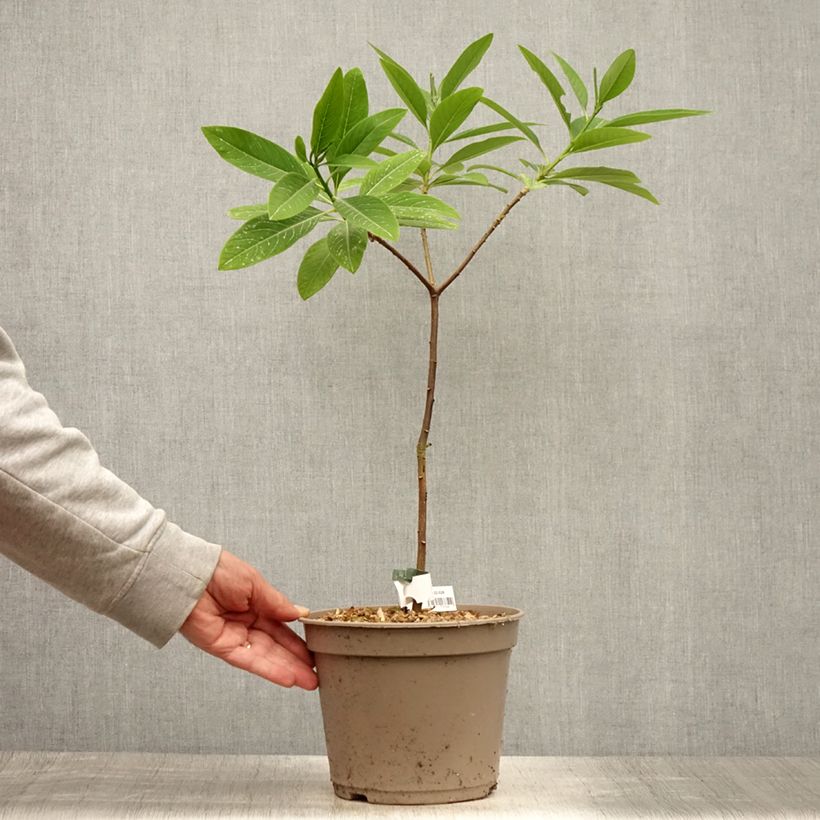 Spécimen de Edgeworthia chrysantha Red Dragon Akebono - Arbre à papier  Pot de 3L/4L tel que livré en été