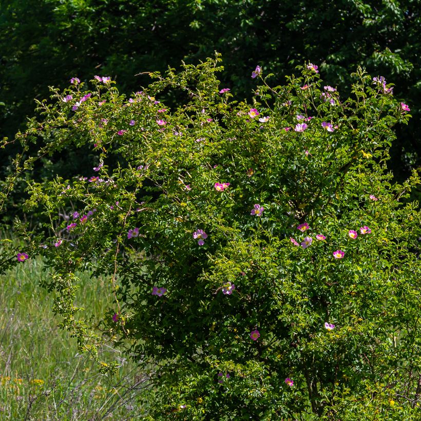 Églantier - Rosa canina (Plant habit)