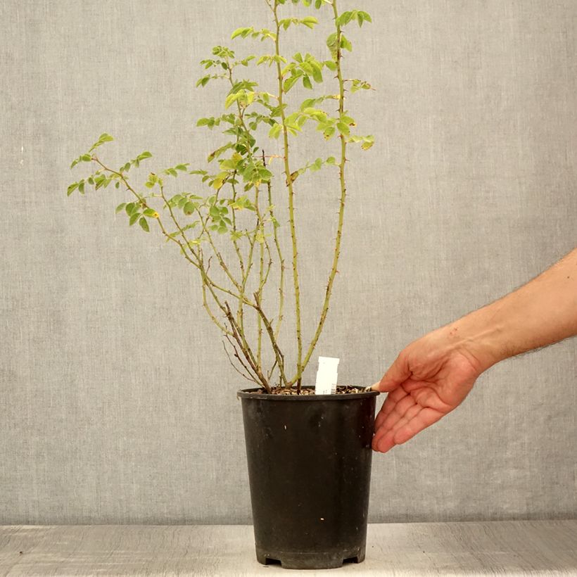 Example of Eglantier odorant - Rosa rubiginosa Pot de 2L/3L as you get in ete