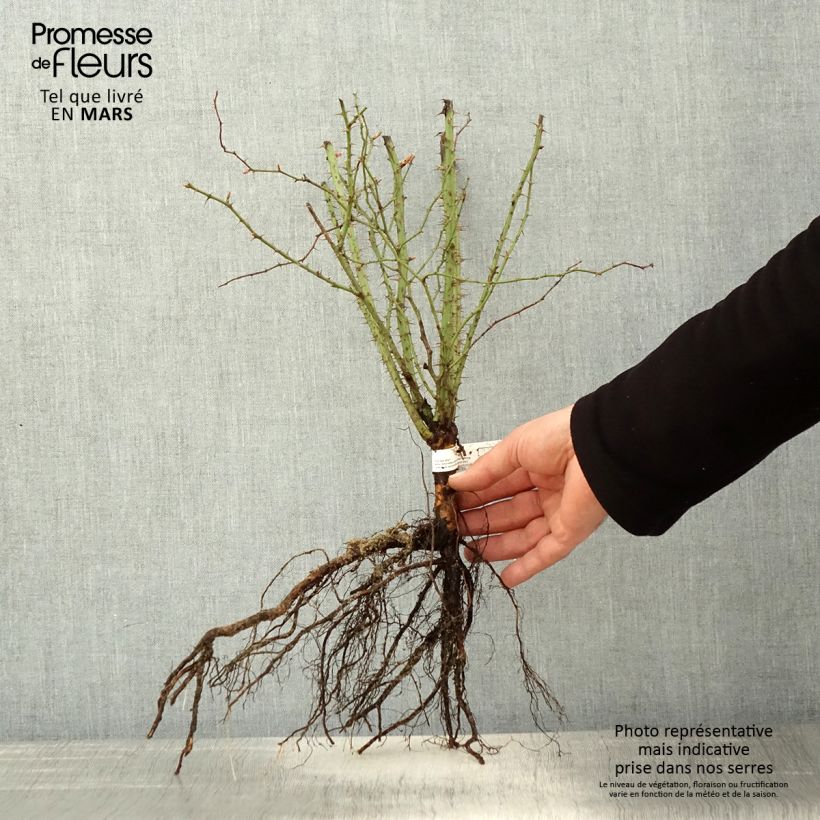 Example of Eglantier odorant - Rosa rubiginosa Racines nues as you get in printemps