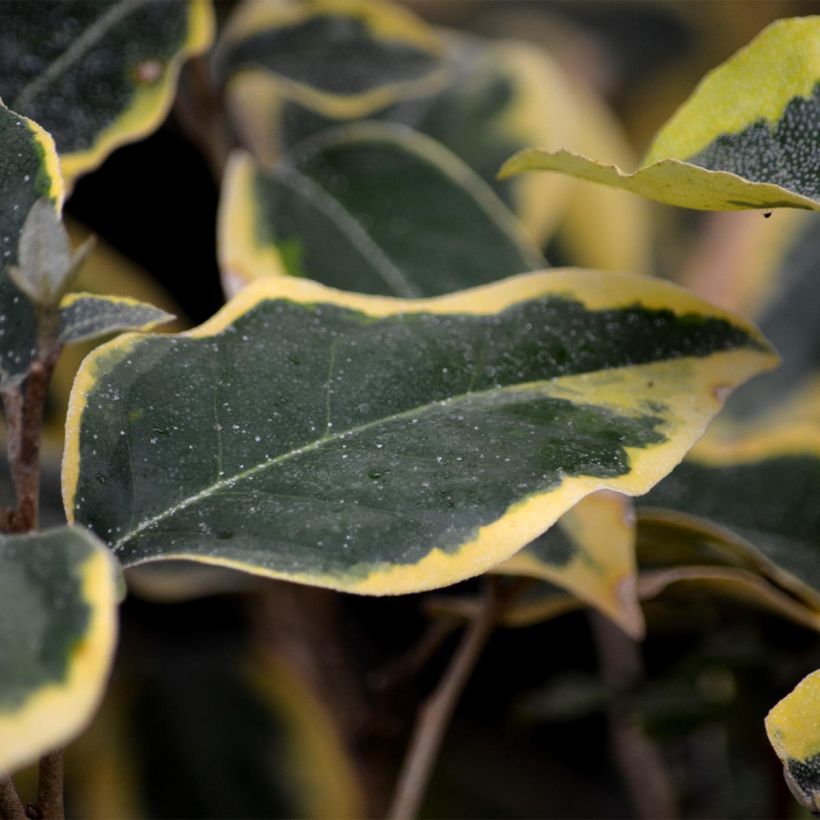 Elaeagnus ebbingei Gilt Edge - Chalef (Foliage)