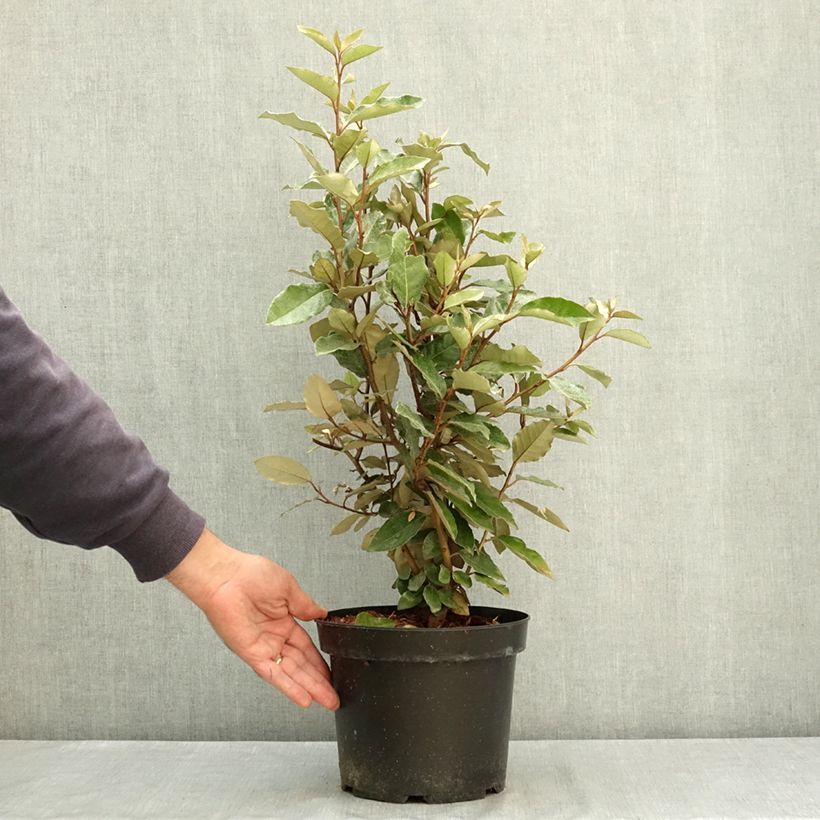 Spécimen de Elaeagnus ebbingei - Chalef de Ebbing Pot de 4L/5L tel que livré en été
