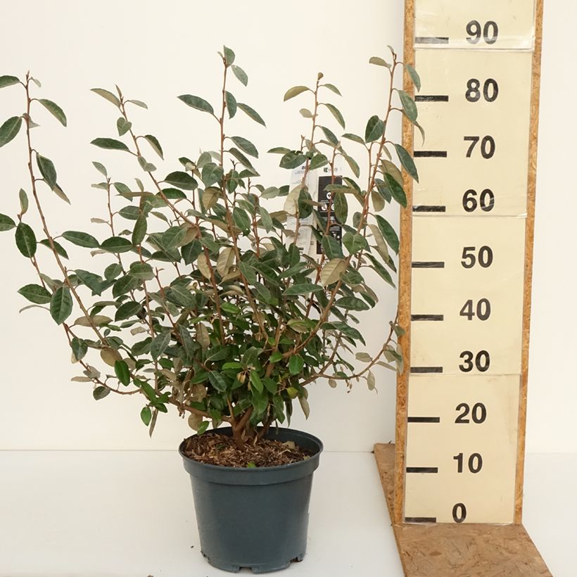 Spécimen de Elaeagnus ebbingei - Chalef de Ebbing Pot de 7,5L/10L tel que livré en automne