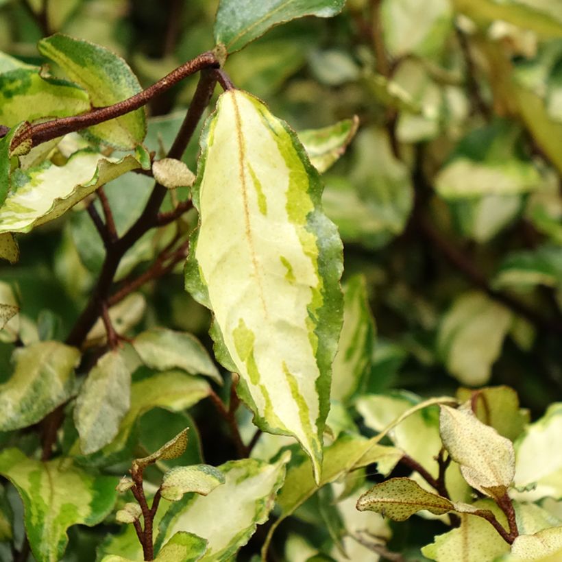 Elaeagnus ebbingei Maryline (abrela) - Chalef panaché (Foliage)