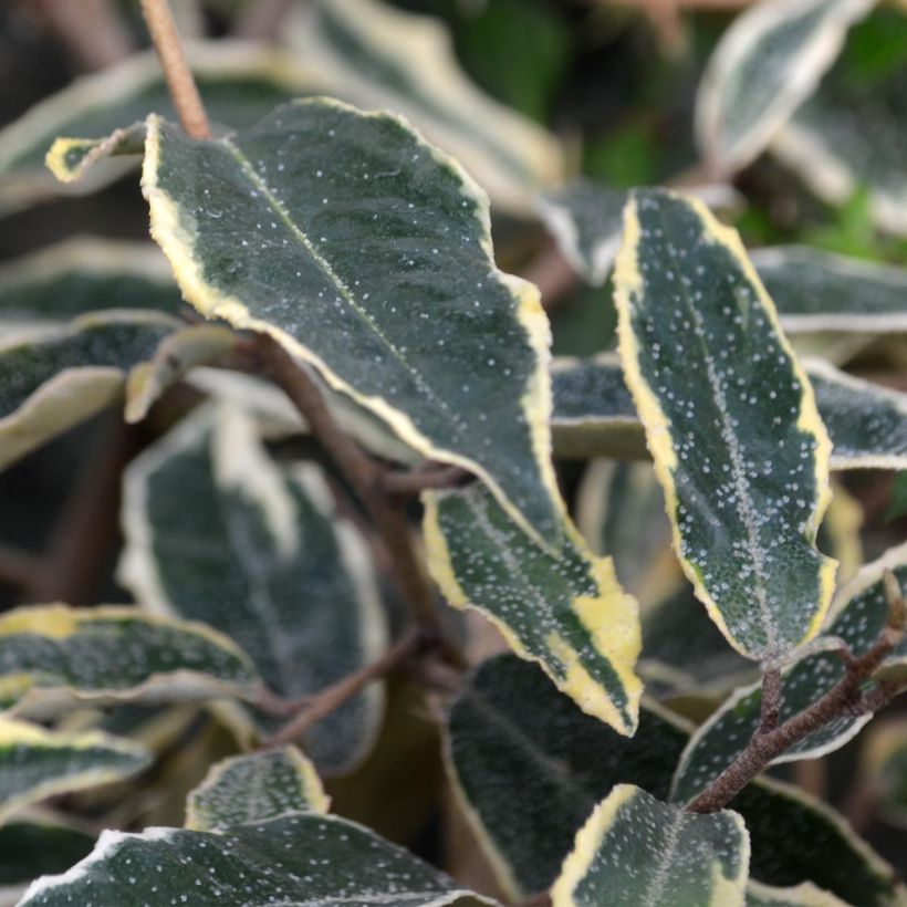 Elaeagnus pungens Hosuba Fukurin - Chalef panaché (Foliage)