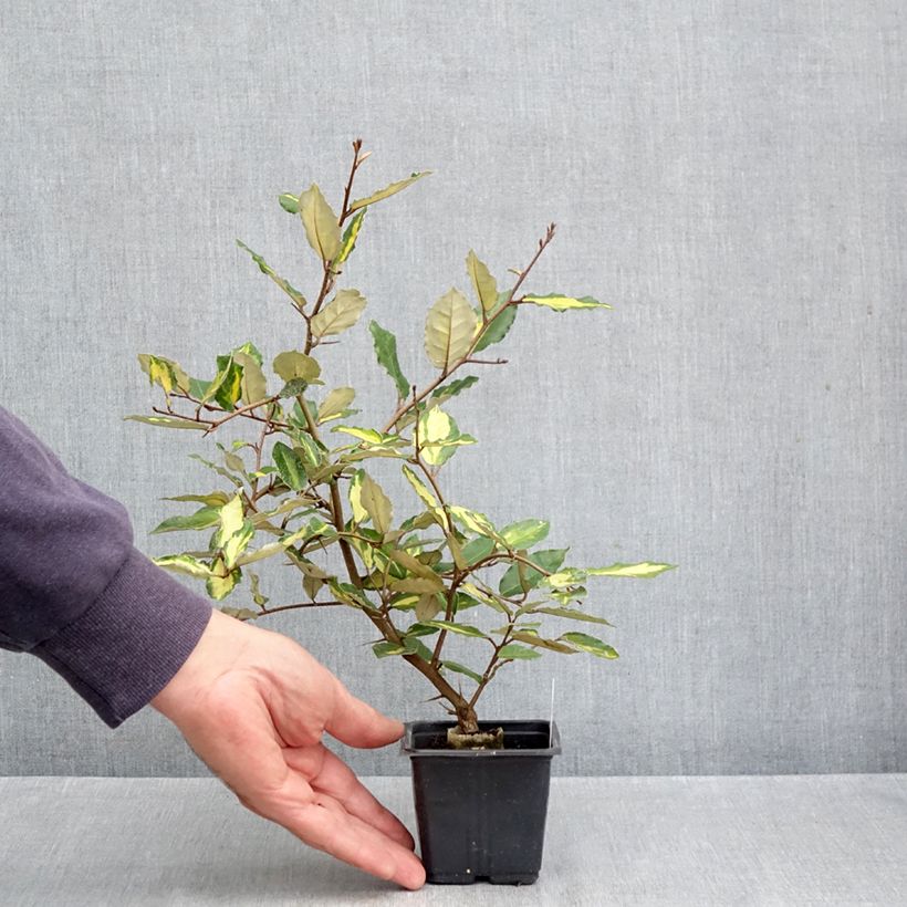 Spécimen de Elaeagnus pungens Maculata - Chalef panaché Godet de 8/9 cm tel que livré en automne