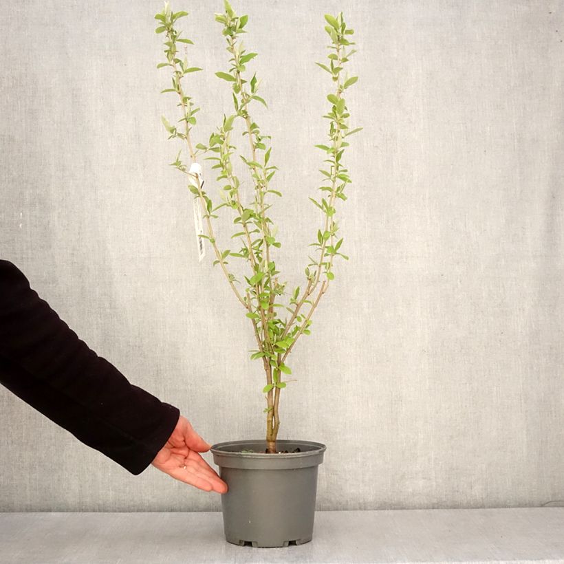 Example of Elaeagnus umbellata - Chalef d'automne Pot de 3L/4L as you get in printemps