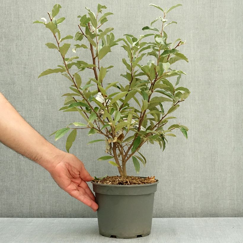 Spécimen de Elaeagnus umbellata - Chalef d'automne Pot de 3L/4L tel que livré en été