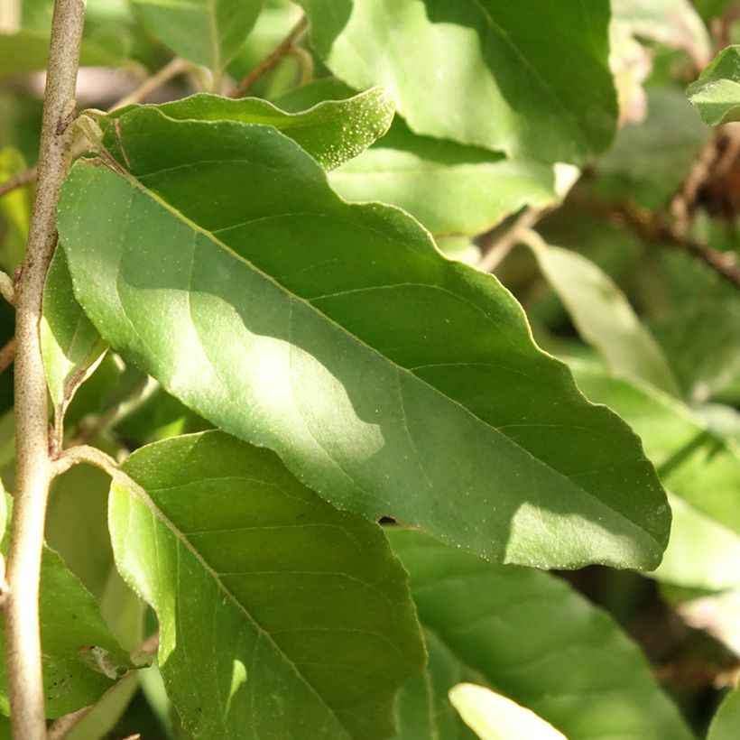 Elaeagnus umbellata Fortunella - Goumi du Japon (Foliage)