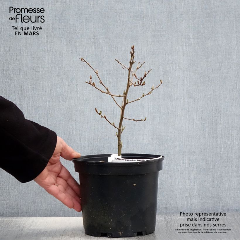 Spécimen de Elaeagnus umbellata Pointilla® Sweet'N'Sour'® - Chalef d'automne à baies de goumi rouge Pot de 2L/3L tel que livré au printemps