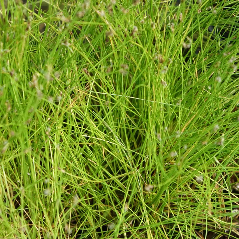 Eleocharis acicularis - Scirpe épingle (Feuillage)