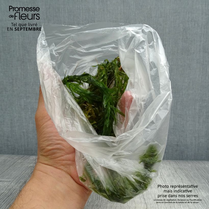 Spécimen de Elodea canadensis - Elodée du Canada Racines nues tel que livré en automne