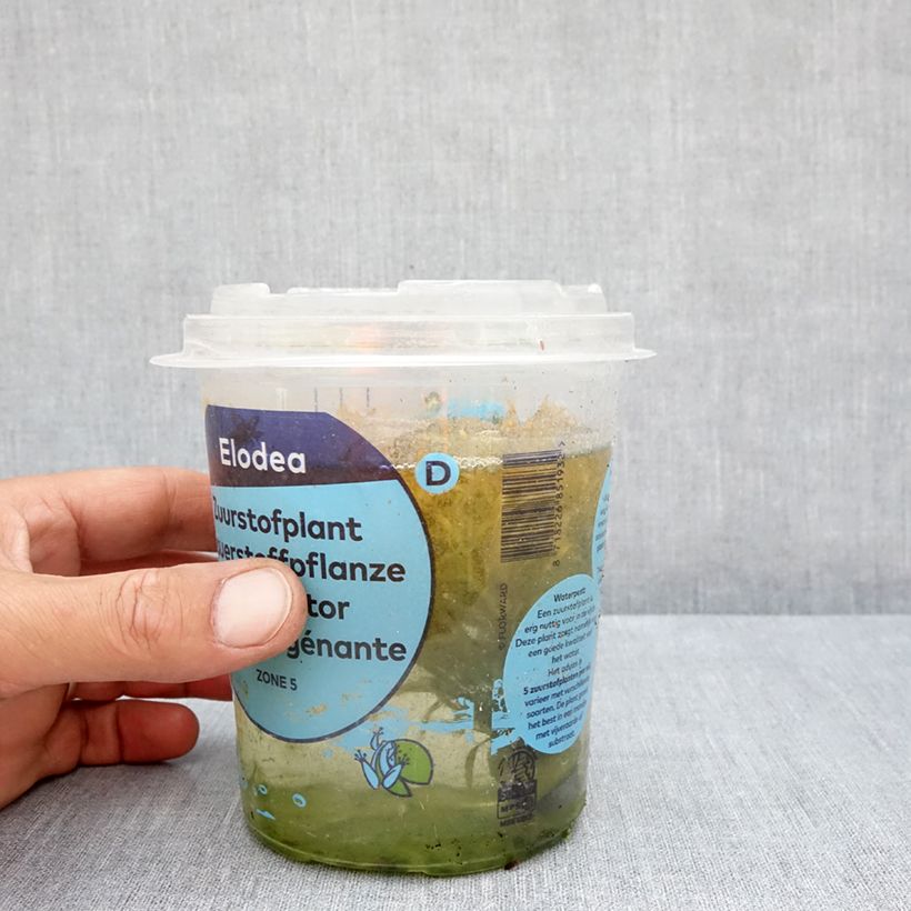 Spécimen de Elodea densa - Elodée dense Boîte, boite plastique 12cm tel que livré en été