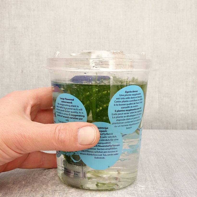 Spécimen de Elodea densa - Elodée dense Boîte, boite plastique 12cm tel que livré au printemps