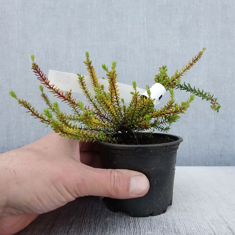 Example of Empetrum nigrum Bernstein - Camarine noire Pot de 10 cm/11cm as you get in printemps