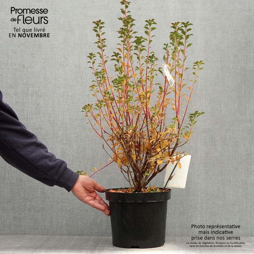 Spécimen de Enkianthus campanulatus - Andromède campanulée Pot de 6L/7L tel que livré en automne