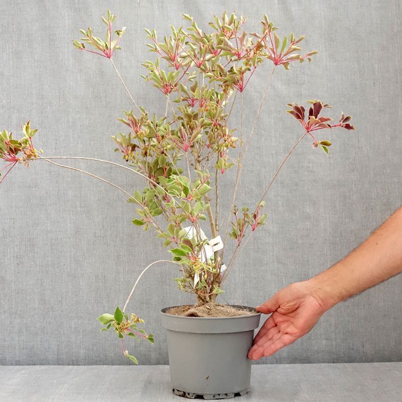 Spécimen de Enkianthus campanulatus Prettycoat - Andromède campanulée  Pot de 2L/3L tel que livré en été