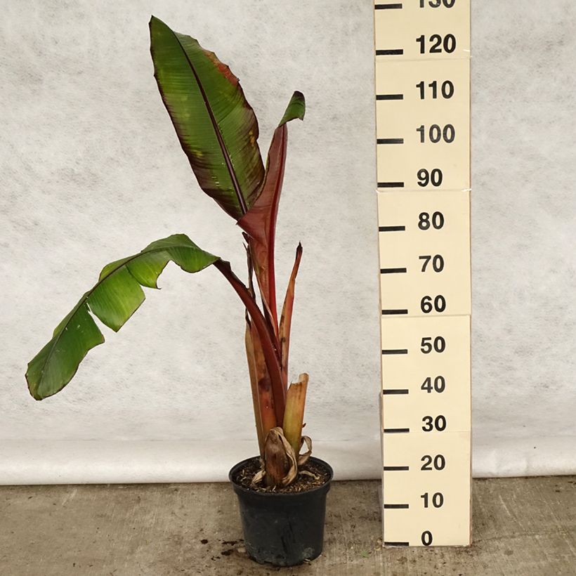 Example of Ensete ventricosum Maurelii - Bananier rouge d'Abyssinie Pot de 7,5L/10L as you get in printemps