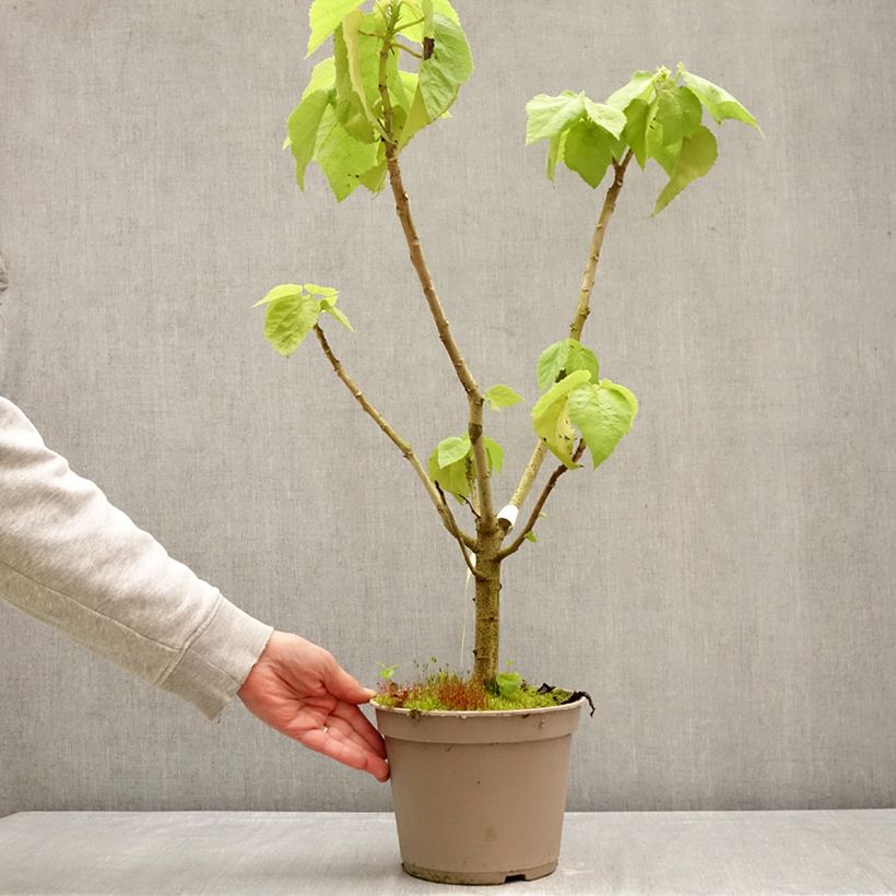 Spécimen de Entelea arborescens - Entélée arbustive Pot de 4L/5L tel que livré au printemps