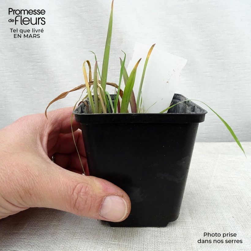 Spécimen de Éphémère de Virginie -Tradescantia andersoniana Angelic Charm Godet de 8/9 cm tel que livré au printemps