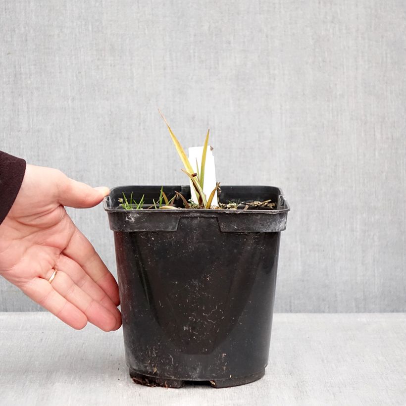 Example of Ephémère de Virginie, Tradescantia andersoniana Blue and Gold Pot de 2L/3L as you get in hiver