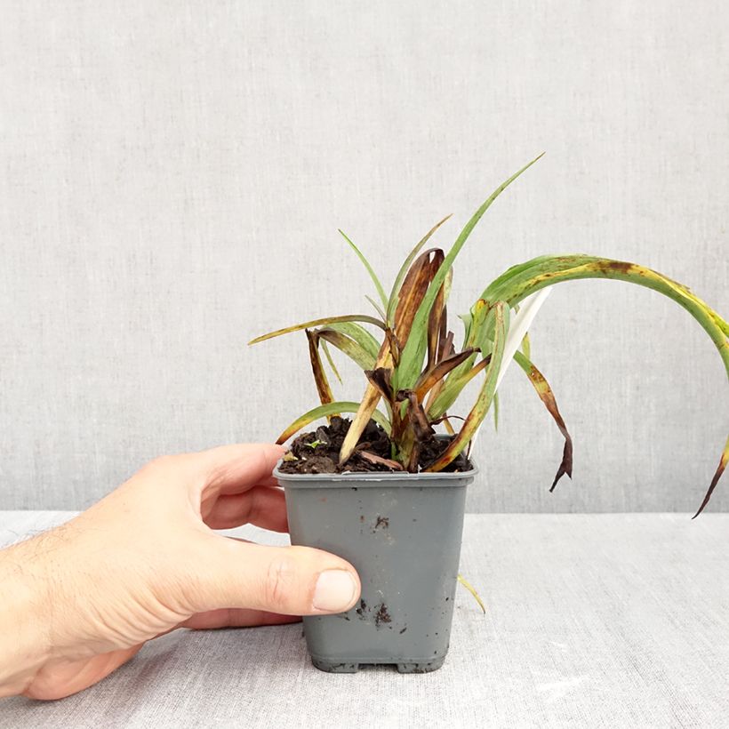 Spécimen de Ephémère de Virginie - Tradescantia andersoniana JC Weguelin Godet de 8/9 cm tel que livré en automne