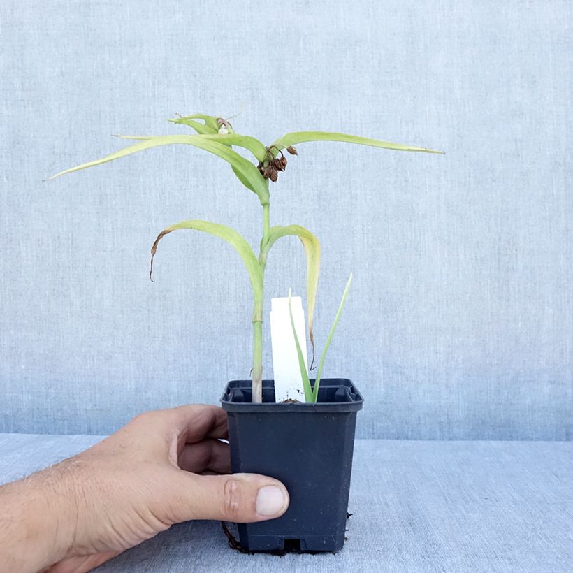 Spécimen de Ephémère de Virginie, Tradescantia andersoniana Karminglut Godet de 8/9 cm tel que livré en été