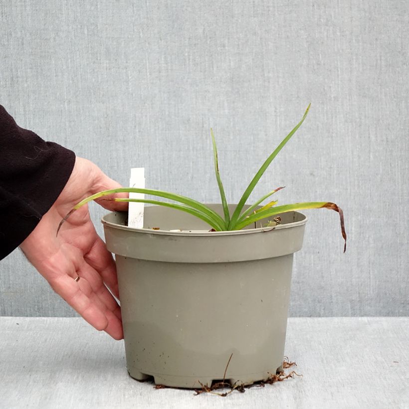 Spécimen de Ephémère de Virginie - Tradescantia andersoniana Ocean Blue Pot de 2L/3L tel que livré en automne