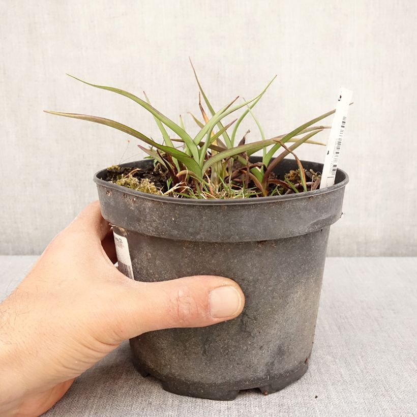 Spécimen de Ephémère de Virginie - Tradescantia andersoniana Ocean Blue Pot de 2L/3L tel que livré au printemps