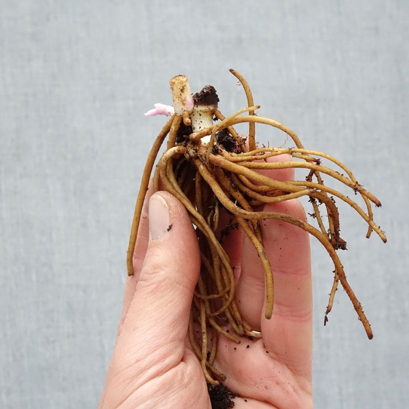 Example of Ephémère de Virginie - Tradescantia andersoniana Osprey Racines nues, Qualité Extra équivalant à un pot de 2L as you get in hiver