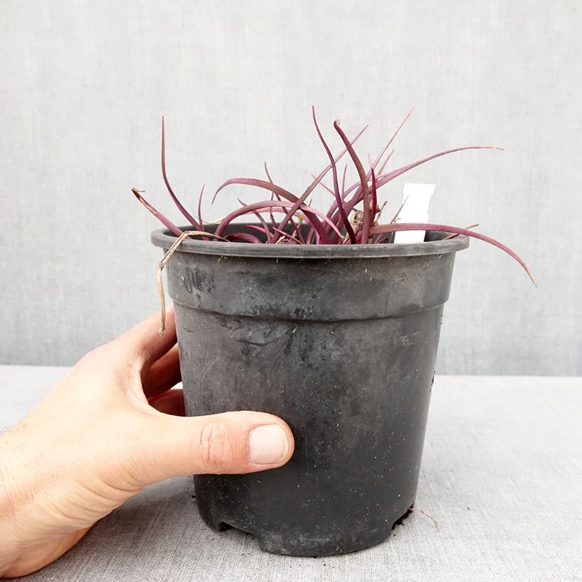 Example of Ephémère de Virginie - Tradescantia andersoniana Red Grape Pot de 2L/3L as you get in printemps